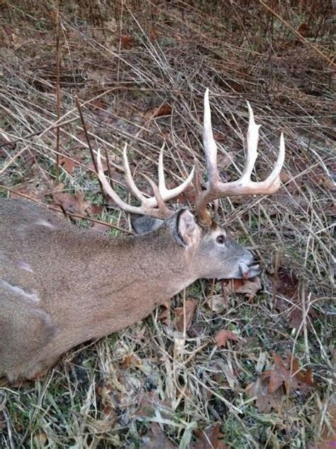 Indiana County Pa Buck Killed By Car