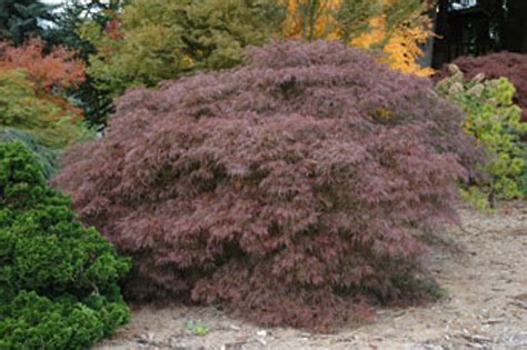 Acer Palmatum Dissectum Inaba Shidare Cutleaf Japanese Maple Kigi