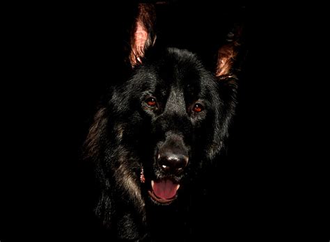 Black German Shepherds 5 Interesting Things To Know