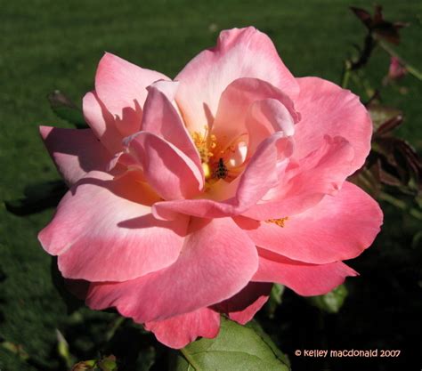 Plantfiles Pictures Hybrid Tea Rose Color Magic Rosa By Kell