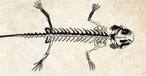 Esqueleto De Ajolote Axolotl Mexican Salamandra Tatuajestemporales