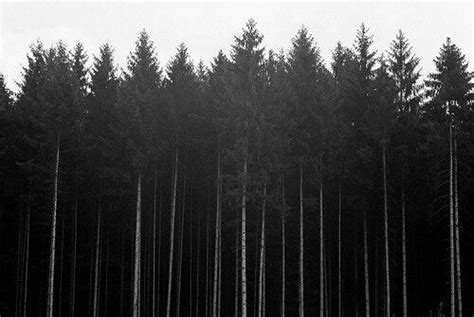 Simply Aesthetic Black Forest Trees Nero Nero