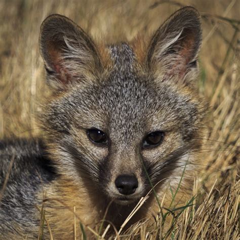 A Gray Fox As Photographed By Tracy Reaves Mendonoma Sightings