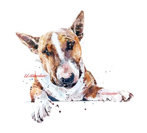 English Bull Recess Print Watercolourbull Terrier Art Sighthound