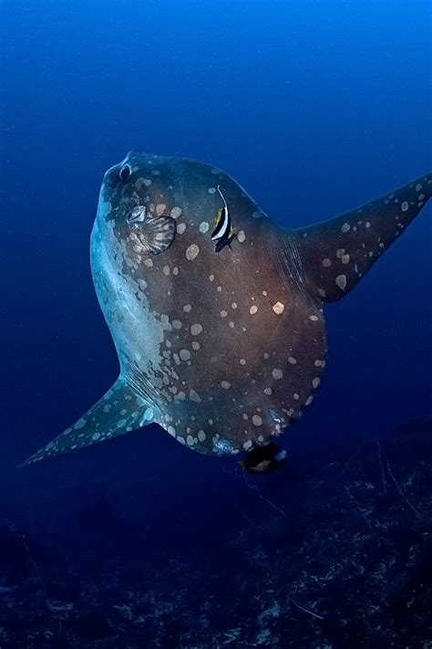 Real Monstrosities Ocean Sunfish