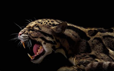 Animals Black Jaguars Wallpapers Hd Desktop And Mobile Backgrounds