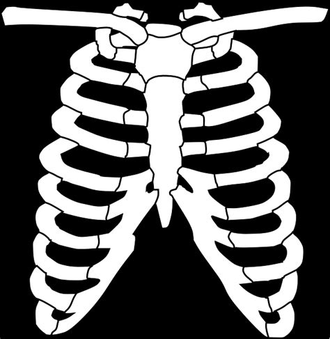 Chest Ribs Anatomy Ribs Anatomy Types Ossification Clinical