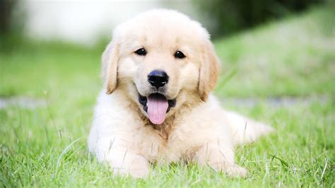Golden retrievers are known for their gentle and friendly disposition. Golden Retriever Puppies For Sale at PetsYouLike - YouTube