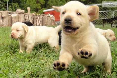 Find puppies for sale in charlotte, north carolina! Lab Puppies For Sale In Charlotte Nc | Top Dog Information