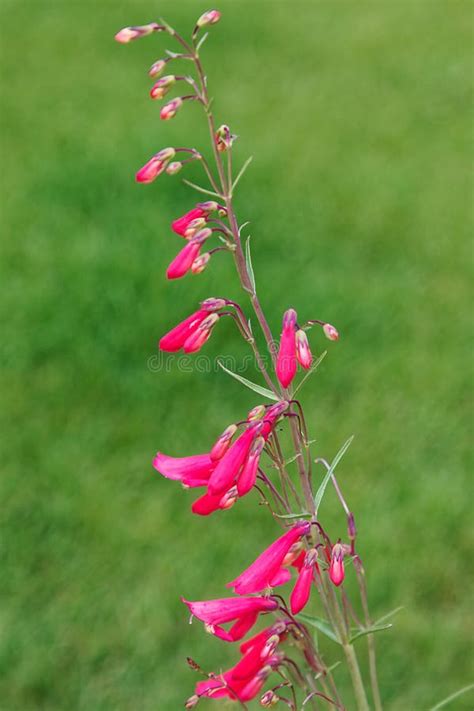 Bright Pink Flowers Bells On A Green Stock Photo Image Of Garden