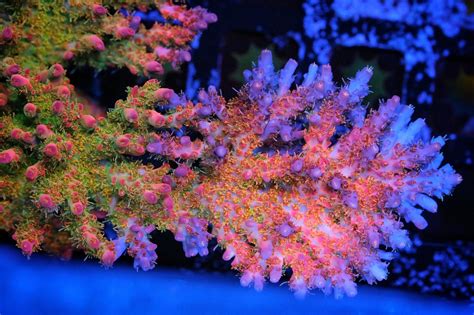 Vivids Confetti Acropora Pirates Reef Corals