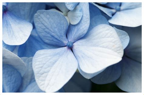 30 Types Of Blue Flowers