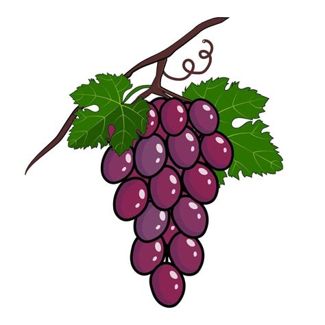 Racimo De Uvas Moradas Con Tallo Y Hoja 2399274 Vector En Vecteezy