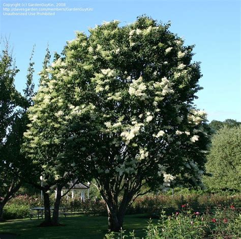 Plantfiles Pictures Syringa Species Japanese Tree Lilac Syringa Reticulata By Msgreenjeans