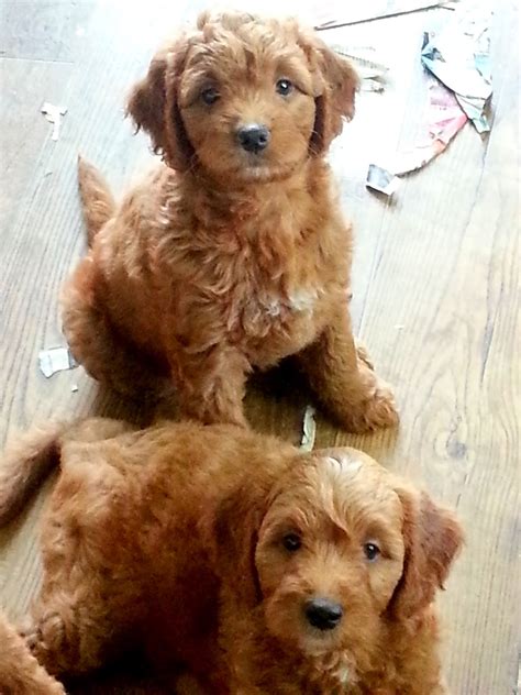 Shae And Tovis Mini Goldendoodles At 7 Weeks Doodles 2 Love