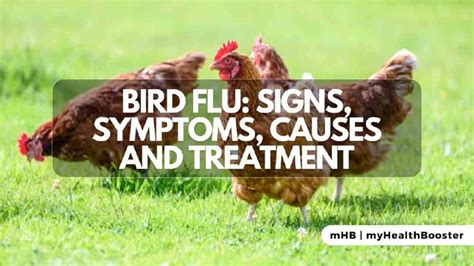Bird Flu Signs Symptoms Causes And Treatment Myhealthbooster