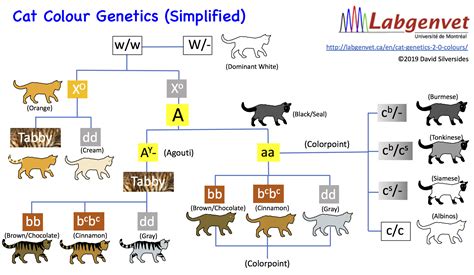 They are not as large and sturdy as the british. Cat Genetics 2.1 Colours Chart | Laboratoire de génétique ...