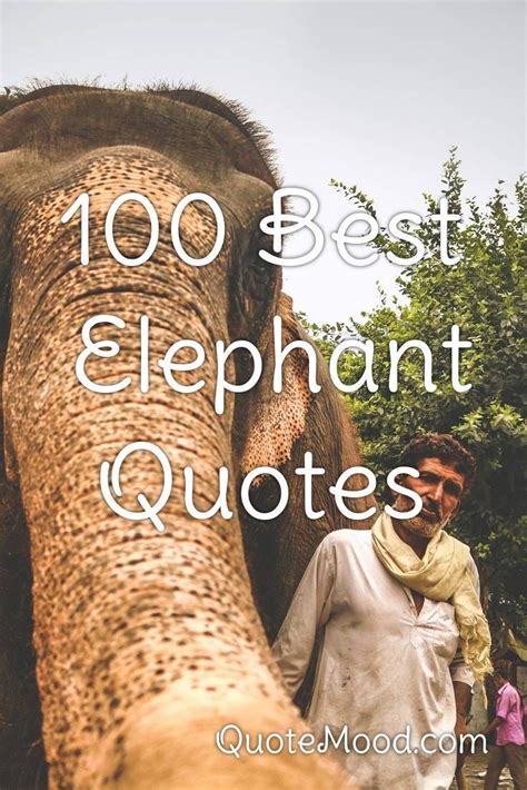 He saw all the destruction and got inspired to help. 100 Most Inspiring Elephant Quotes in 2020 | Elephant ...