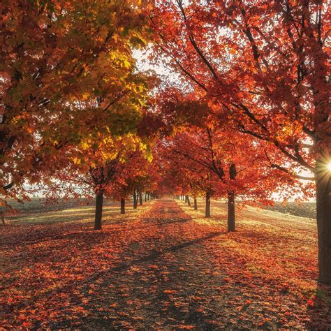 Autumn Fall Season Trees 4k Ipad Air Wallpapers Free Download