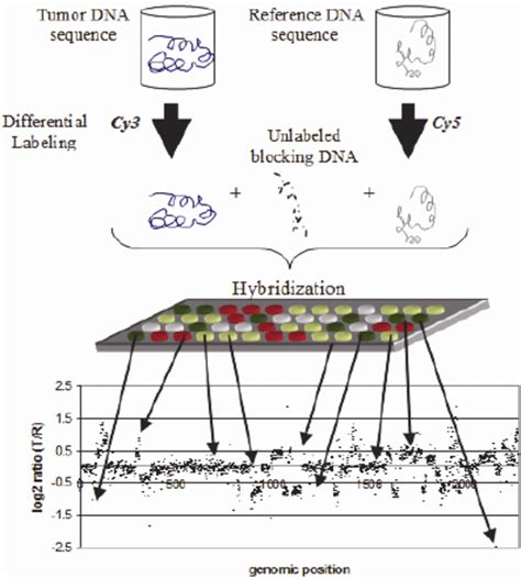 Illustration Of Microarray Based Comparative Genomic Hybridization