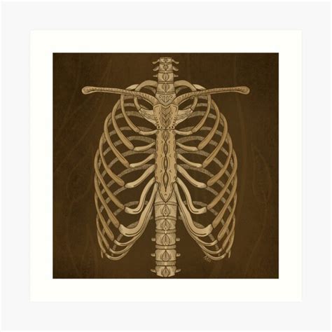 Rib Cage Anatomy Art Shoulder And Rib Cage Diagram Vintage Anatomy