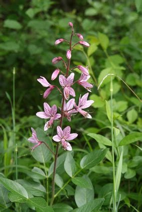 Sie war schon damals eine seltenheit in mitteleuropa. Diptam (Dictamnus albus) - VORSICHT GESUND