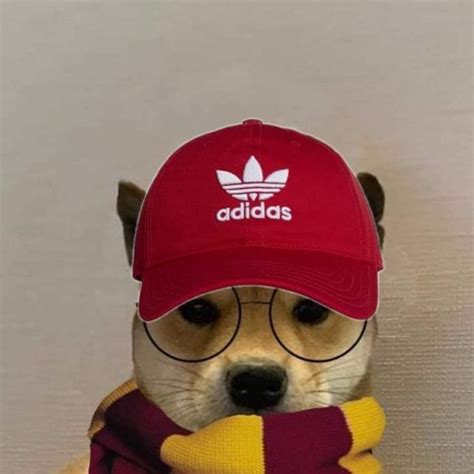 Pin De Connie Uchiha En Dog Xhido Memes Perros Perros Com Perrito