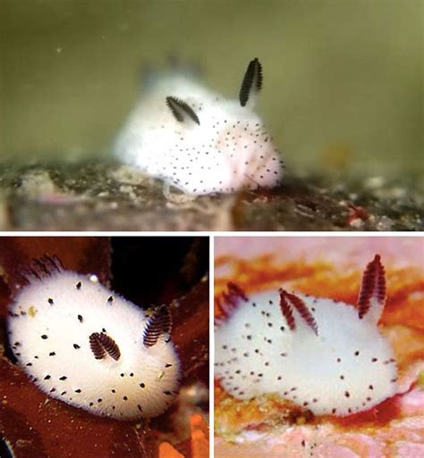 This Sea Rabbit Is The Cutest Sea Slug Ever Denizler Alemi