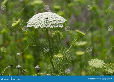 Queen Anne S Lace Green Mist Wildflowers Stock Image Image Of