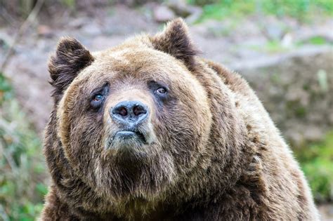 2160x1440 Resolution Brown Grizzly Bear Bears Sadness Grizzly Bear