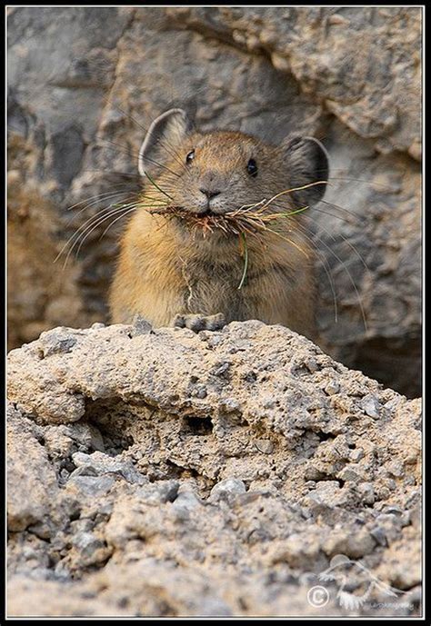 1000 Images About Pika American Pikas Little Chief Hare On Pinterest