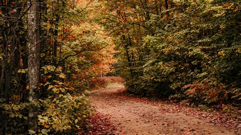 Download Wallpaper 2560x1440 Path Autumn Trees Forest Widescreen 16