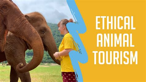 Ethical Animal Tourism Challenges Abroad Volunteering Youtube