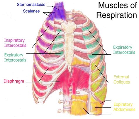 The accessory muscles come into play when respiration is forced, as in individuals with asthma. A Sigh of Relief | SpinalColumnBlog