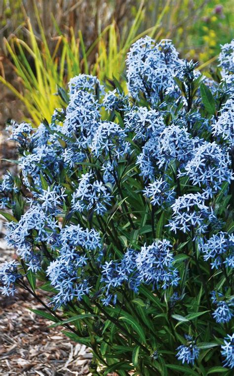 Storm Cloud Bluestar Amsonia Tabernaemontana