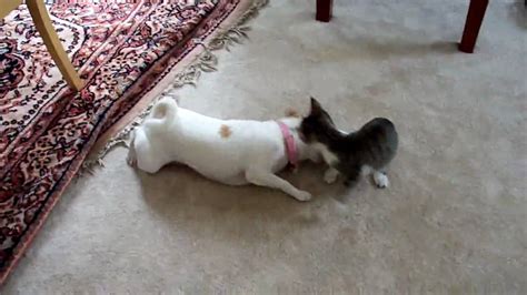 Funny Battle Cat Vs Dog Youtube