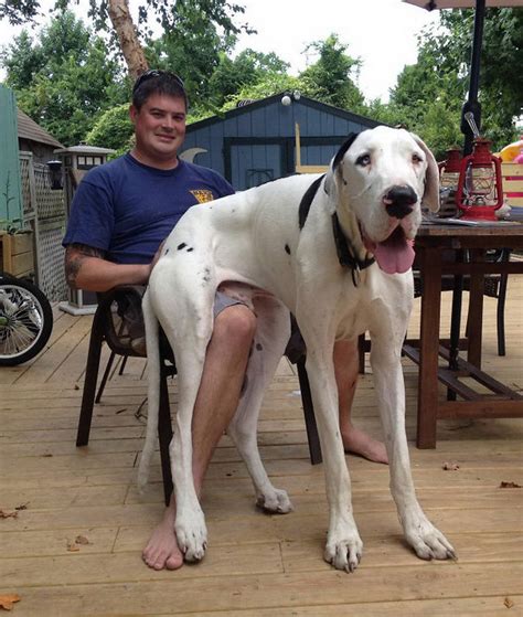 20 Great Danes Who Dont Realize How Big They Are