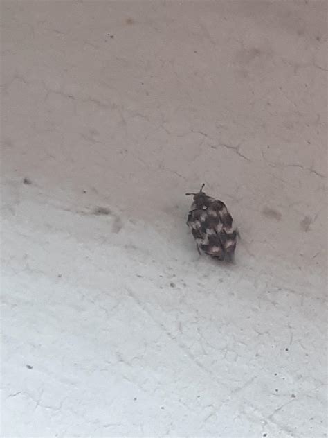 Very Small Bug Around My Windows Trying To Get Out And Is Very Small