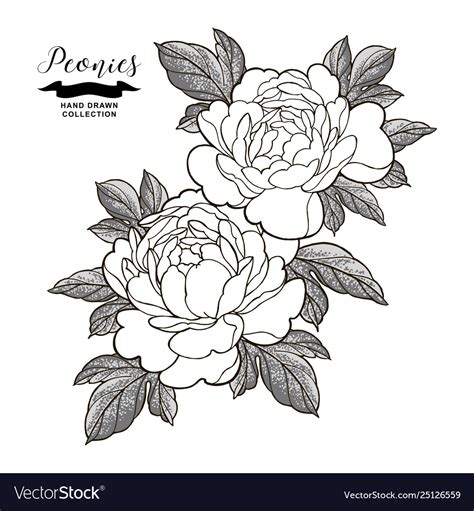 Japanese Peony Flower Tattoo Outline Roxongalz