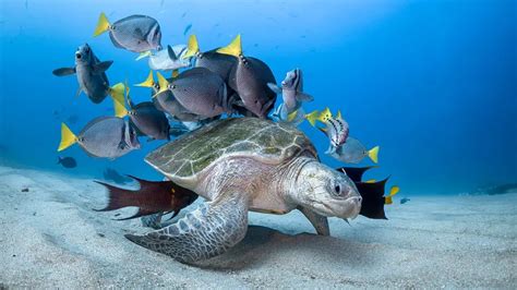 Ocean Photography Awards See The Stunning Winners