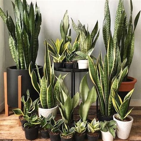 How To Grow Snake Plant Indoors Mother In Laws Tongue Care