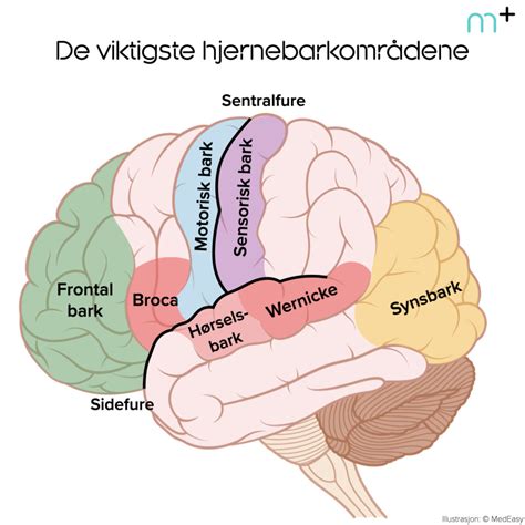 Hjerneanatomi