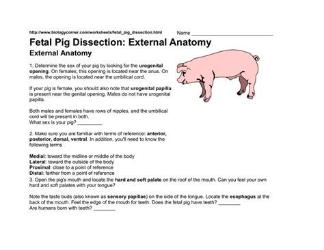 Fetal Pig Dissection External Anatomy
