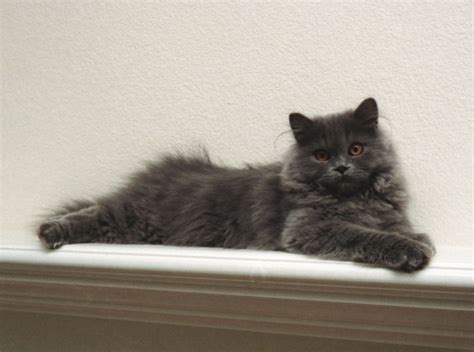 Given time, however, even the most. What it Costs to Care for a Gentle Giant - MaineCoon.org
