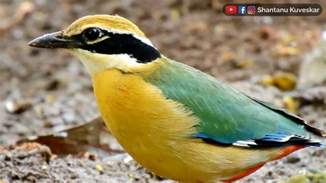 Indian Pitta Pitta Brachyura One Of The Most Beautiful Birds Of