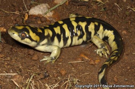 Tiger Salamander Facts You Need To Know Odd Facts