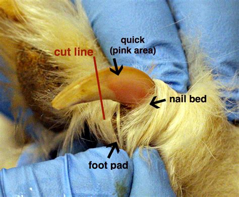 How to cut puppies nails. How to Trim Your Dog's Nails