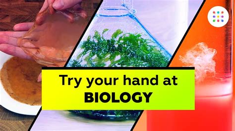 5 Biology Experiments You Can Do At Home Youtube