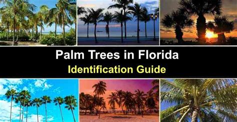 53 Types Of Palm Trees With Identification Guide Pictures Name Vlr