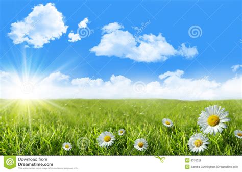 Wild Daisies In The Grass With A Blue Sky Stock Photo Image Of Blue